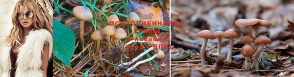 прущие крисы Балабаново